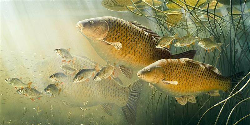 Khám Phá Sổ Mơ Thấy Cá Lô Đề Cùng SHBET Hiệu Quả An Toàn 1 Cá trong mơ tượng trưng cho tài lộc